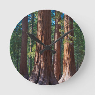 Horloge Ronde États-Unis, Californie. Troncs d'arbres Redwood, M