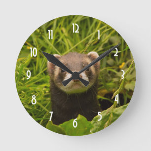 Horloge Ronde Ferret Brown dans l'herbe