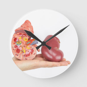 Horloge Ronde Flat hand showing model human kidney