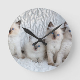 Horloge Ronde Four Young Ragdoll cats sitting in a row
