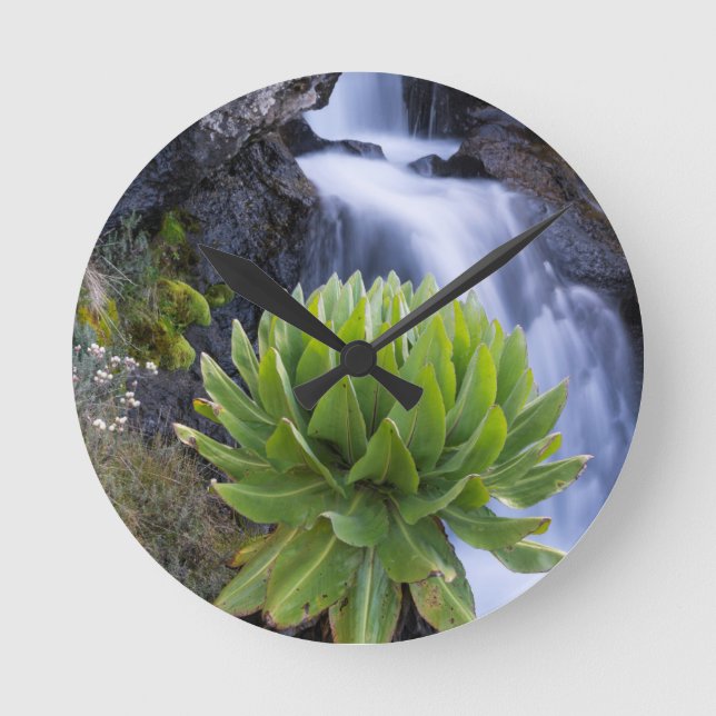 Horloge Ronde Giant Groundsel ou Dendrosenecio 2 (Recto)