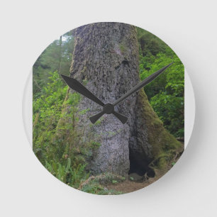 Horloge Ronde Giant Sprace Tree, Cape Perpetua, Oregon