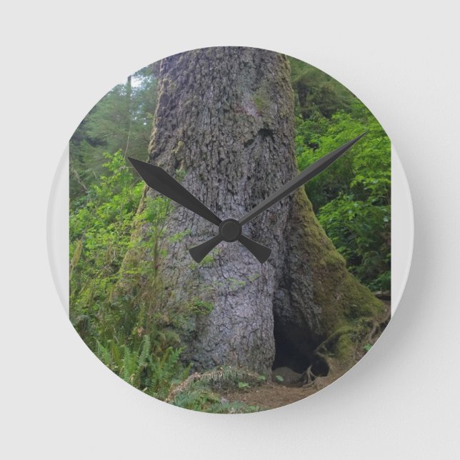 Horloge Ronde Giant Sprace Tree, Cape Perpetua, Oregon (Recto)