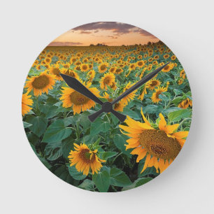 Horloge Ronde Gisement de tournesol dans Longmont, le Colorado