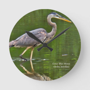 Horloge Ronde Grand Héron bleu (Ardea herodias)
