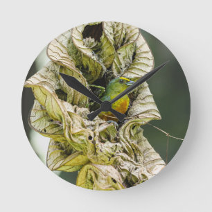 Horloge Ronde Harmonie colorée bélizienne : Euphonie d'olive Pho