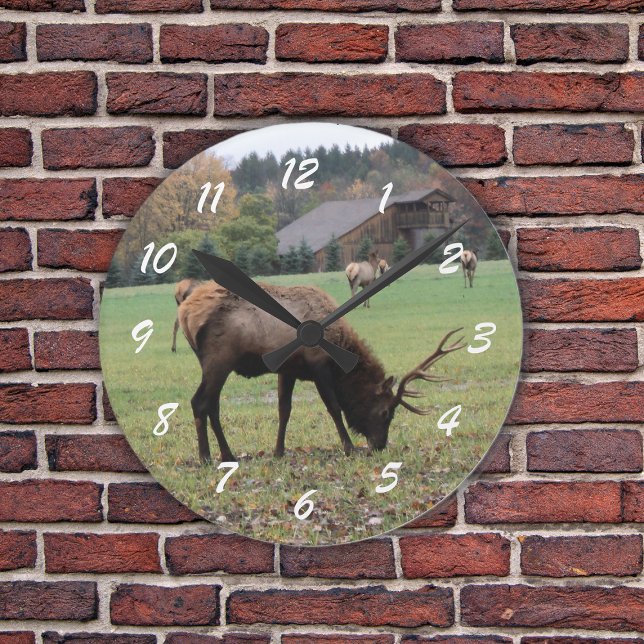 Horloge Ronde Homme Elk Photo Champ Antlers Automne (Photograph of male elk grazing in grassy field by barn in fall on a wall clock.)