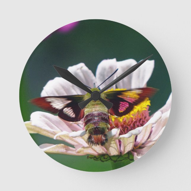 Horloge Ronde Hummingbird Moth (Recto)