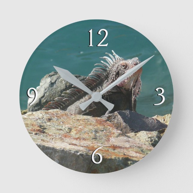 Horloge Ronde Iguane à St-Thomas (Recto)