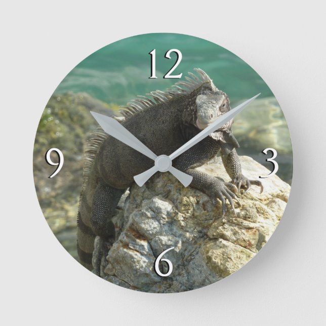 Horloge Ronde Iguane sur les rochers à St. Thomas (Recto)