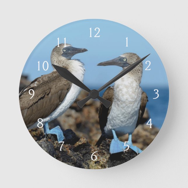 Horloge Ronde Îles Galapagos, île Isabela (Recto)