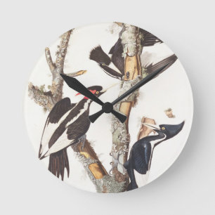 Horloge Ronde Ivory-billed Woodpecker, 1829, (print)