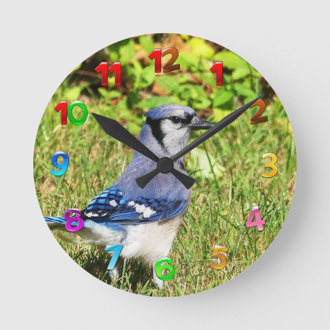 Horloge Ronde Jay bleu du nord (Recto)