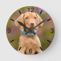 Joli chiot hongrois Vizsla Chien Chien Photo -