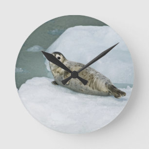 Horloge Ronde Joli phoque du port sur neige