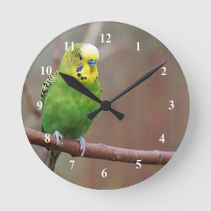 Horloge Ronde Jolie photo Green Budgie