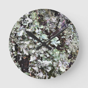 Horloge Ronde La mousse sur un arbre, Cape Disdéception, Washing