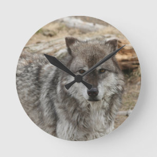 Horloge Ronde le visage animal de loup observe le parc canin de