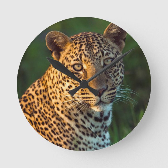 Horloge Ronde Léopard mâle (Panthera Pardus) Jeune adulte (Recto)