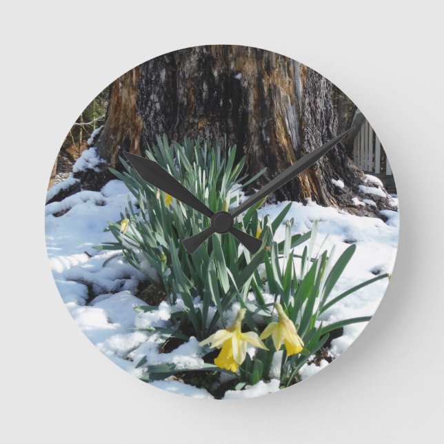 Horloge Ronde Les jonquilles jaunes dans la neige (Recto)