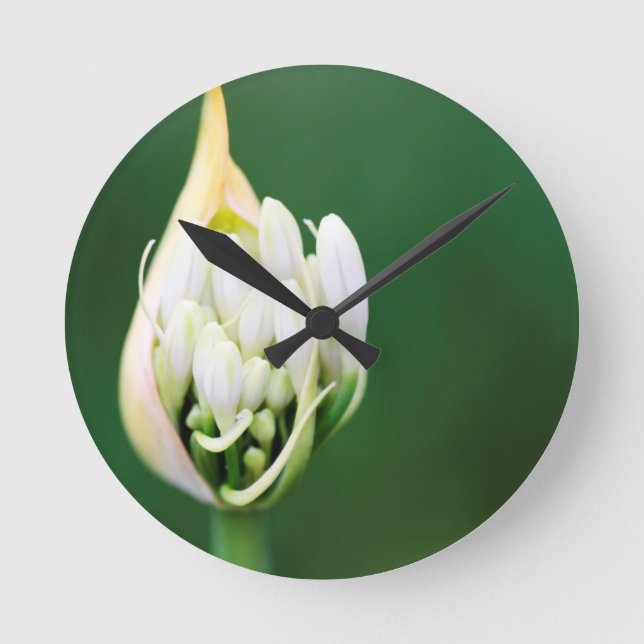 Horloge Ronde Lily africaine, Praecox d'Agapanthus, Cap (Recto)