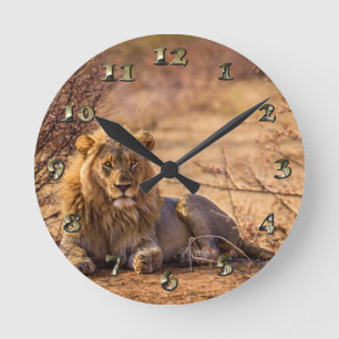 Horloge Ronde Lion prédateur en Afrique du Sud