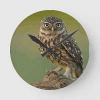 L'oiseau de hibou observe l'arbre