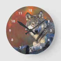 Loup gris aux couleurs automnales