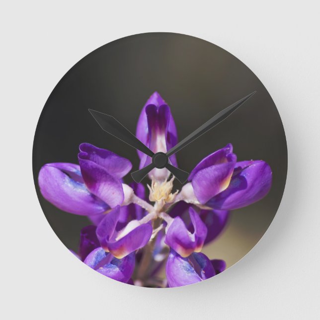 Horloge Ronde Lupine Wonder (Recto)
