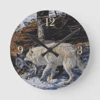 Lutter contre l'horloge sauvage des loups gris