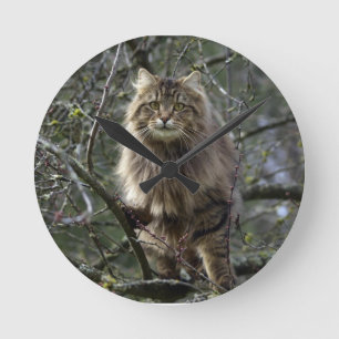 Horloge Ronde Maine Coon cheveux longs Tabby Chat Animal Animaux
