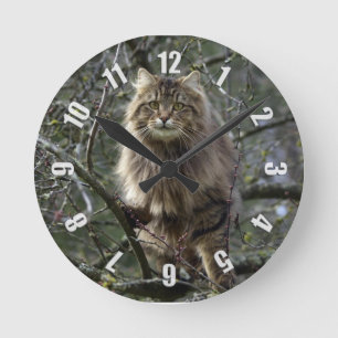 Horloge Ronde Maine Coon cheveux longs Tabby Chat Animal Animaux