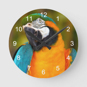 Horloge Ronde Majestic Macaw