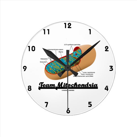 Horloge Ronde Mitochondries D Equipe Humour De Mitochondrie Zazzle Fr