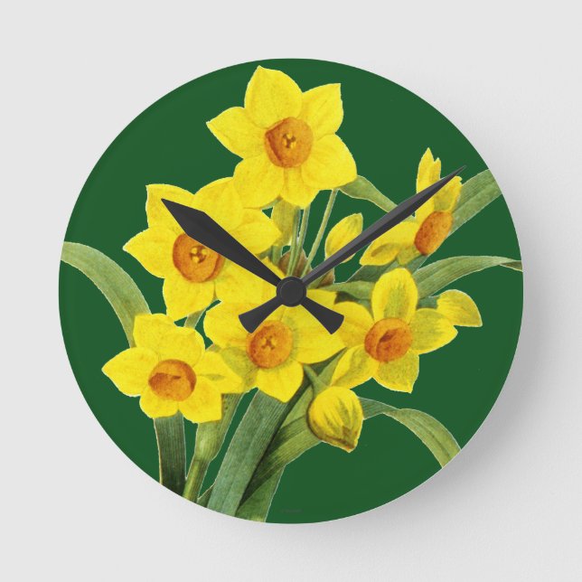 Horloge Ronde Narcissus (N tazetta) (Recto)