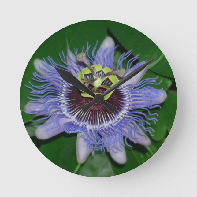 Horloge Ronde Ocoee flower Passiflora caerulea Fleur de passion (Recto)