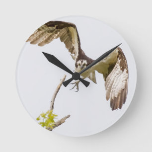 Horloge Ronde Osprey Coming