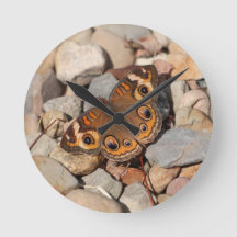 Papillon rouge commun sur l'horloge murale de Rive