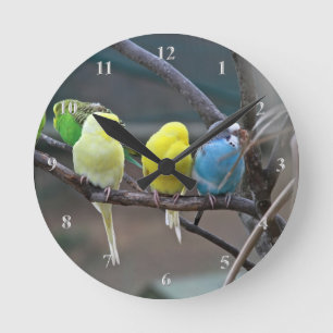 Horloge Ronde Parakeets Budgies Parrots Oiseaux Amateurs d'oisea