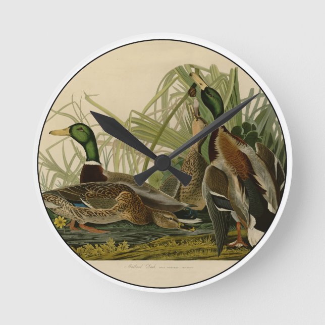 Horloge Ronde Peinture d'oiseaux de Mallard Duck Audubon (Recto)