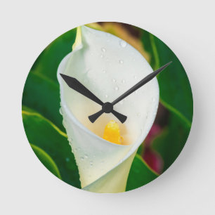 Horloge Ronde Photo botanique macro de lily calla blanc Art de l