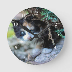 Horloge Ronde Photo Cute Calico Kitten