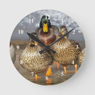 Horloge Ronde Photo de la faune de Mallard Ducks