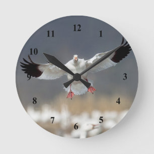 Horloge Ronde Photo de l'Oie des neiges sauvage