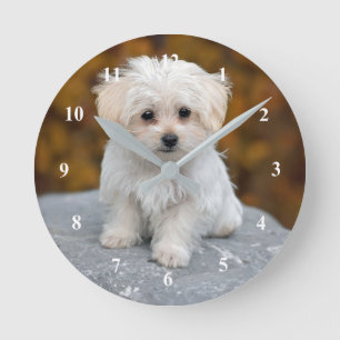 Horloge Ronde Photo de Maltese White Puppy