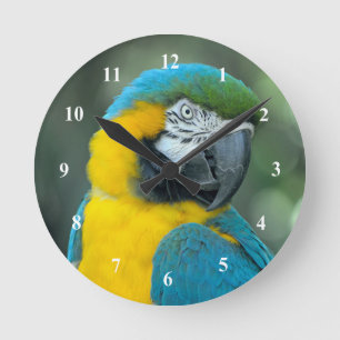 Horloge Ronde Photo Macaw Blue et Yellow