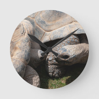 Horloge Ronde Photographie d'art des tortues géantes