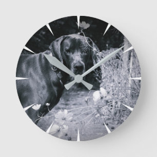 Horloge Ronde Photos de Dogues Allemands