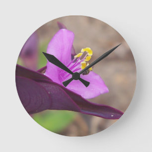 Horloge Ronde plante violet appelé "spiderwort" et une minuscule