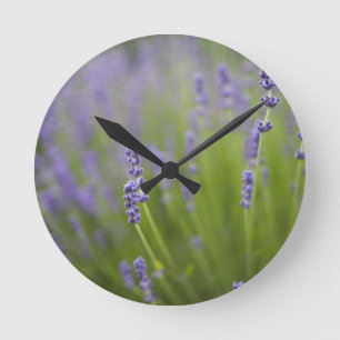 Horloge Ronde plantes de lave-linge 2